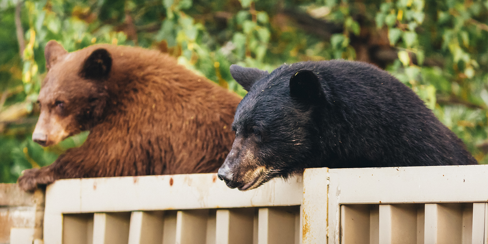 Defensive Back Tips: The Fundamentals of Pass Coverage