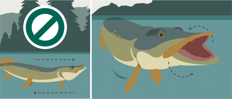 16_ProTips_toothy fish