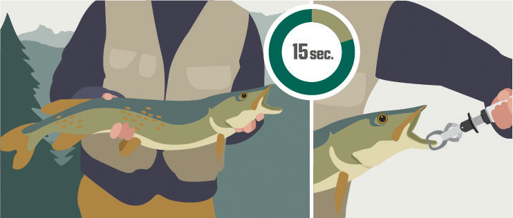 16_ProTips_toothy fish